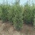 蜀桧1米5量大需要联系
