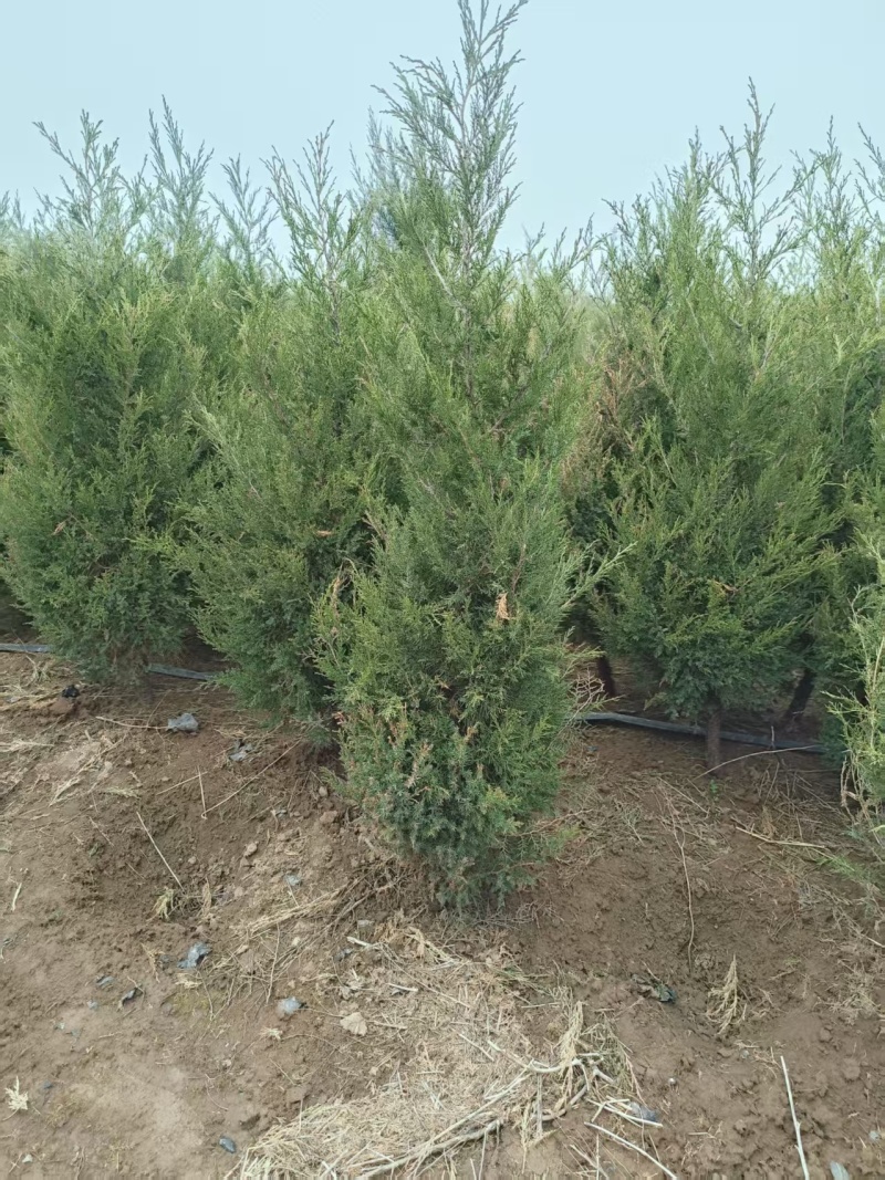 蜀桧1米5量大需要联系