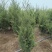 蜀桧1米5量大需要联系