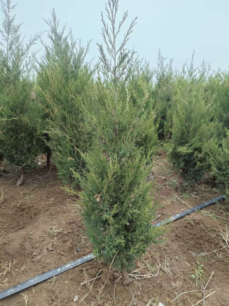 蜀桧1米5量大需要联系