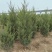 蜀桧1米5量大需要联系