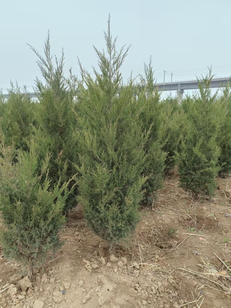 蜀桧1米5量大需要联系