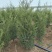 蜀桧1米5量大需要联系