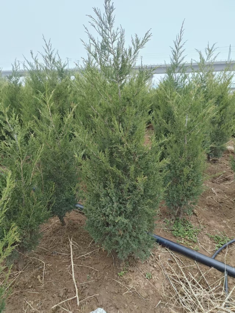 蜀桧1米5量大需要联系