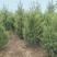 蜀桧1米5量大需要联系