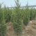 蜀桧1米5量大需要联系