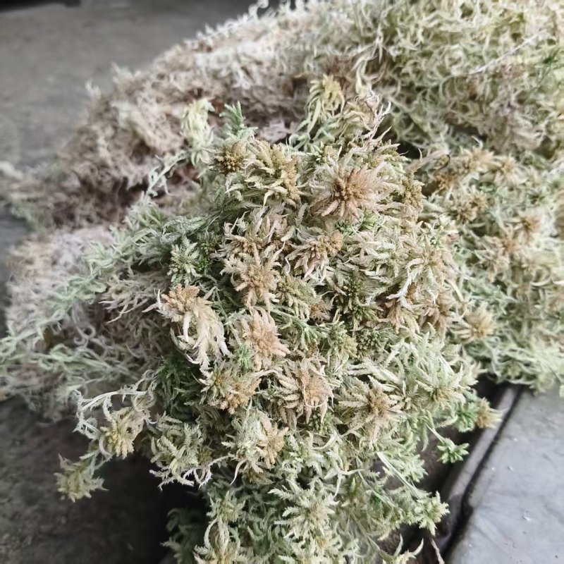 水苔