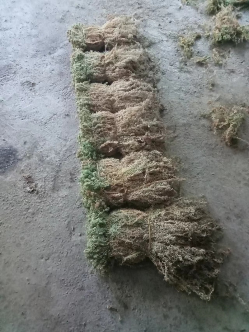 水苔