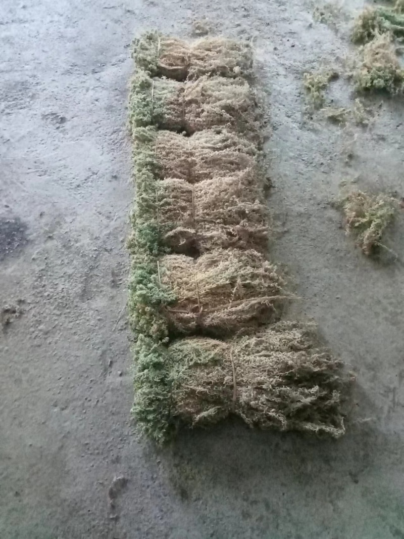 水苔