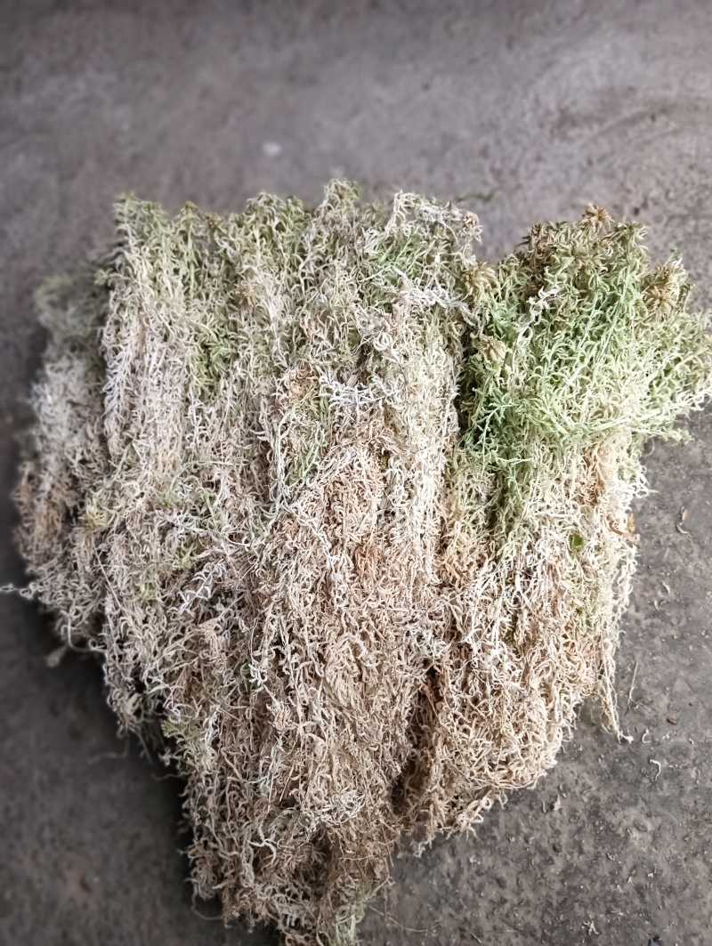 水苔