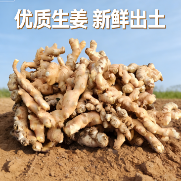 【品质】云南小黄姜辣味浓厚，现挖现发大量供应精品出售