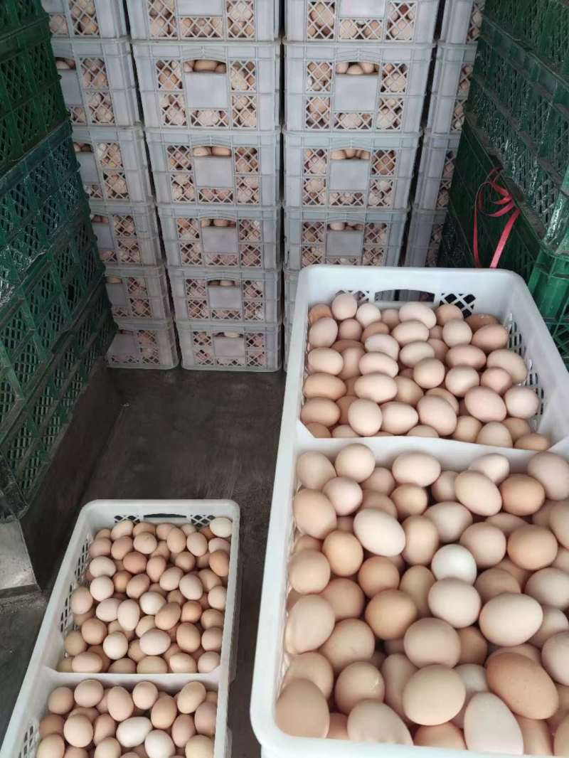 山鸡蛋