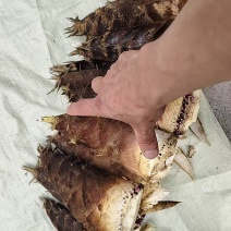 春笋联系