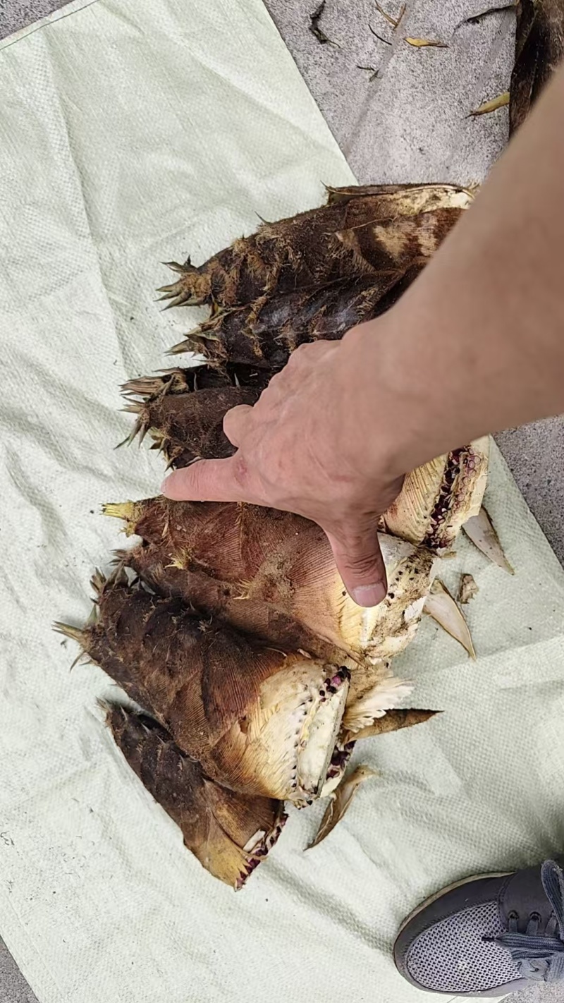 春笋联系