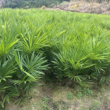 荷包棕板棕布棕，赣南名菜