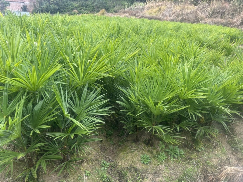 荷包棕板棕布棕，赣南名菜