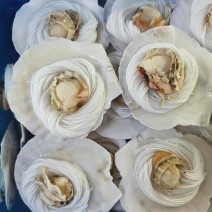 品名：粉丝扇贝规格：一箱80个，一箱100个，两种