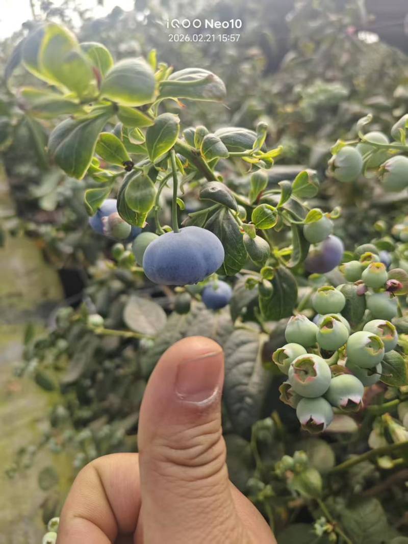 蓝莓