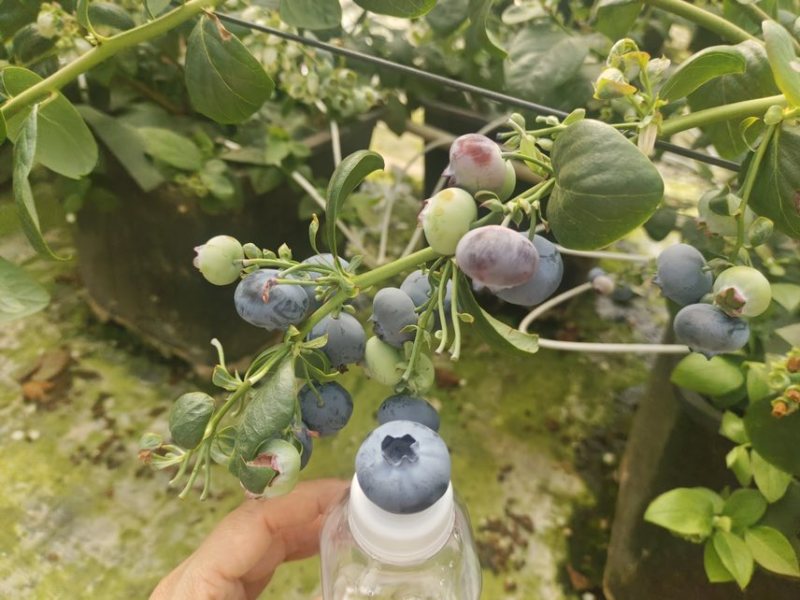 蓝莓