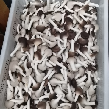 精品秀珍菇
