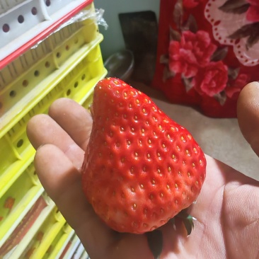 丹东九九草莓