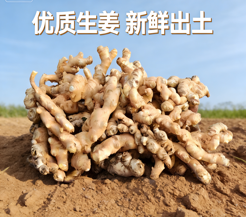 【品质】云南小黄姜辣味浓厚，现挖现发大量供应精品出售