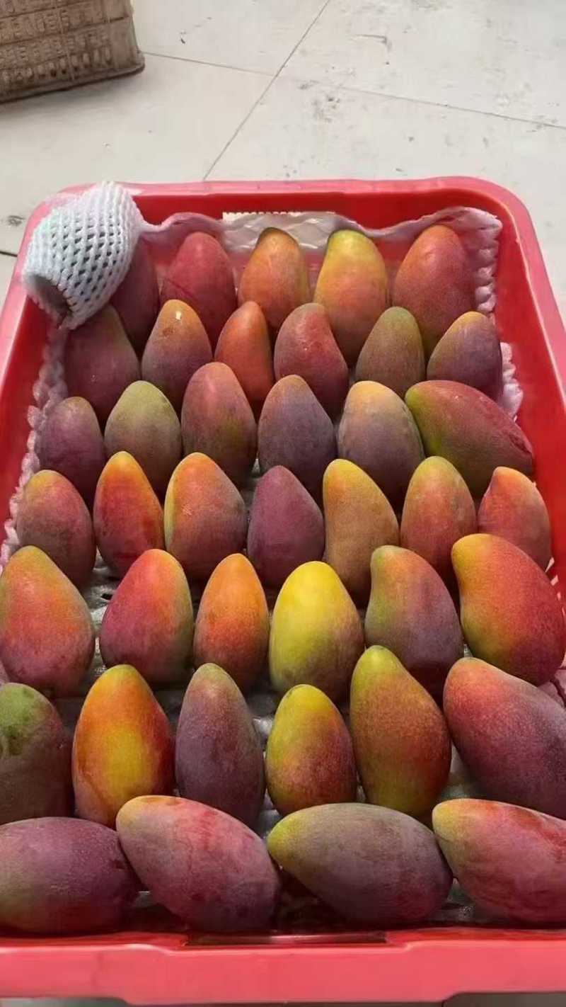 红塘贵妃芒