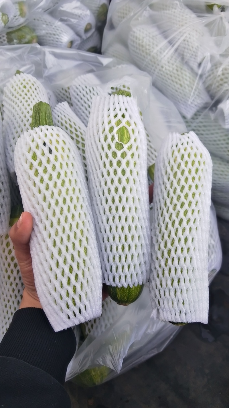 云南精品西葫芦