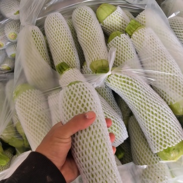 云南精品西葫芦