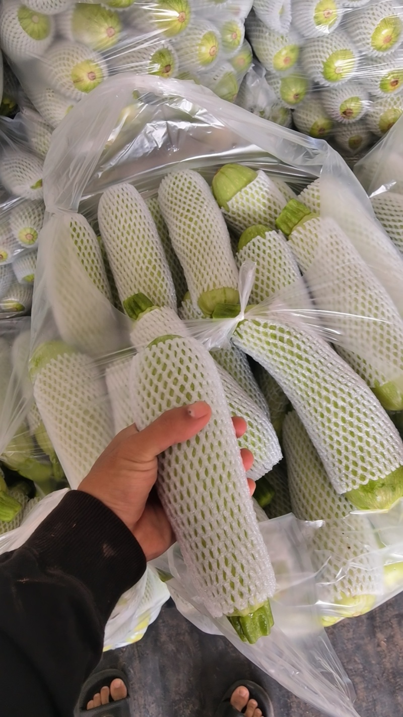 云南精品西葫芦