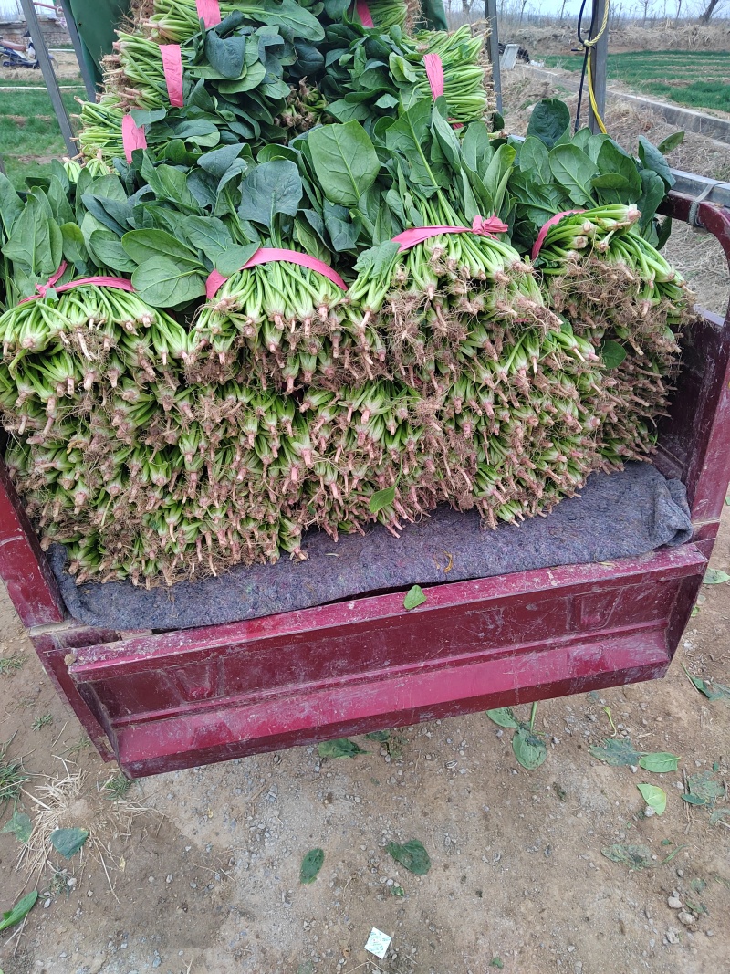 大叶菠菜，25公分左右