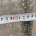 107无絮杨树苗