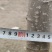 107无絮杨树苗
