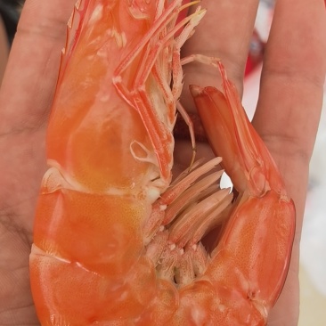 烤干虾，海米