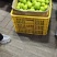 13号苹果枣