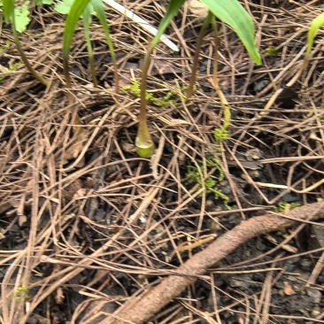 毛慈菇小苗0.5～1公分