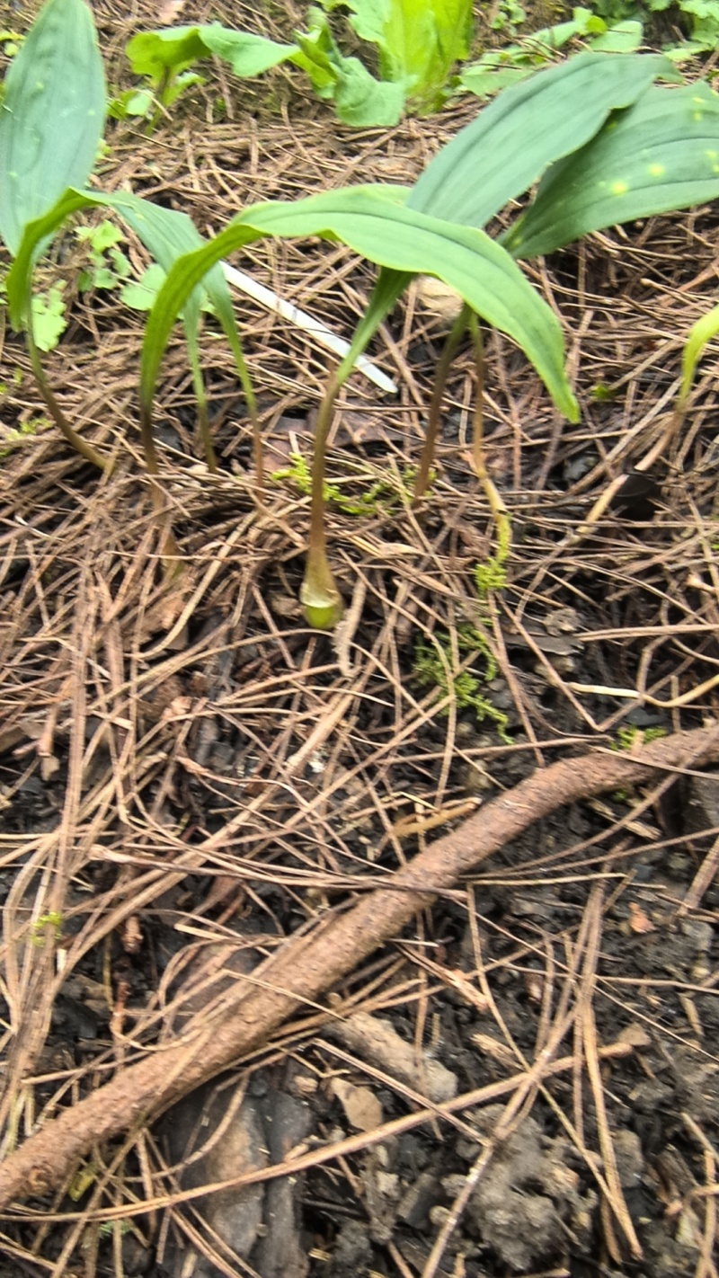 毛慈菇小苗0.5～1公分