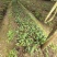 毛慈菇小苗0.5～1公分