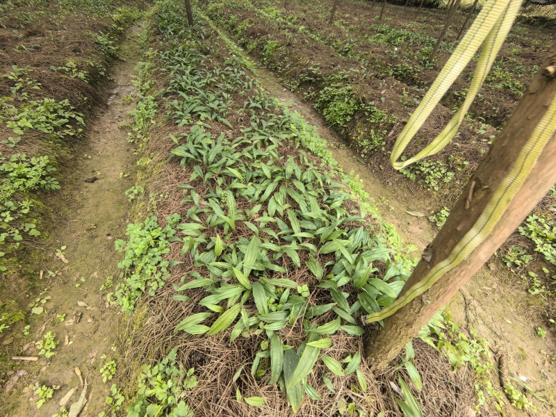 毛慈菇小苗0.5～1公分