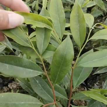 沉香苗