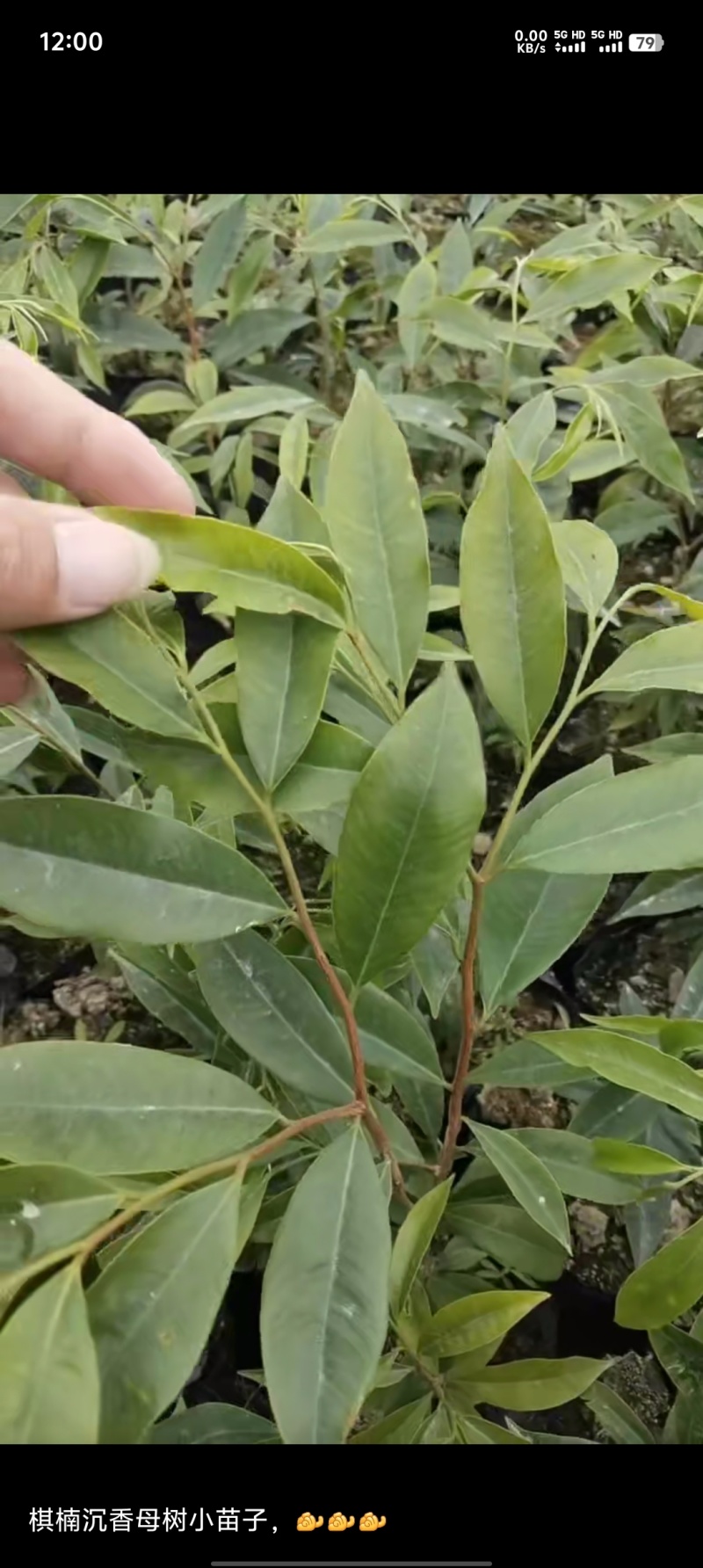 沉香苗