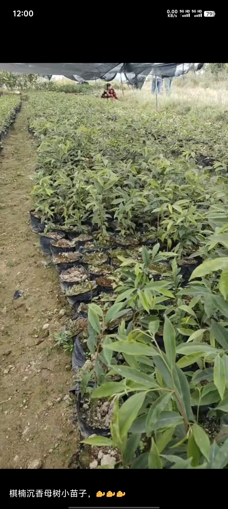 沉香苗