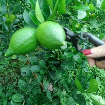香水柠檬