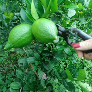 香水柠檬
