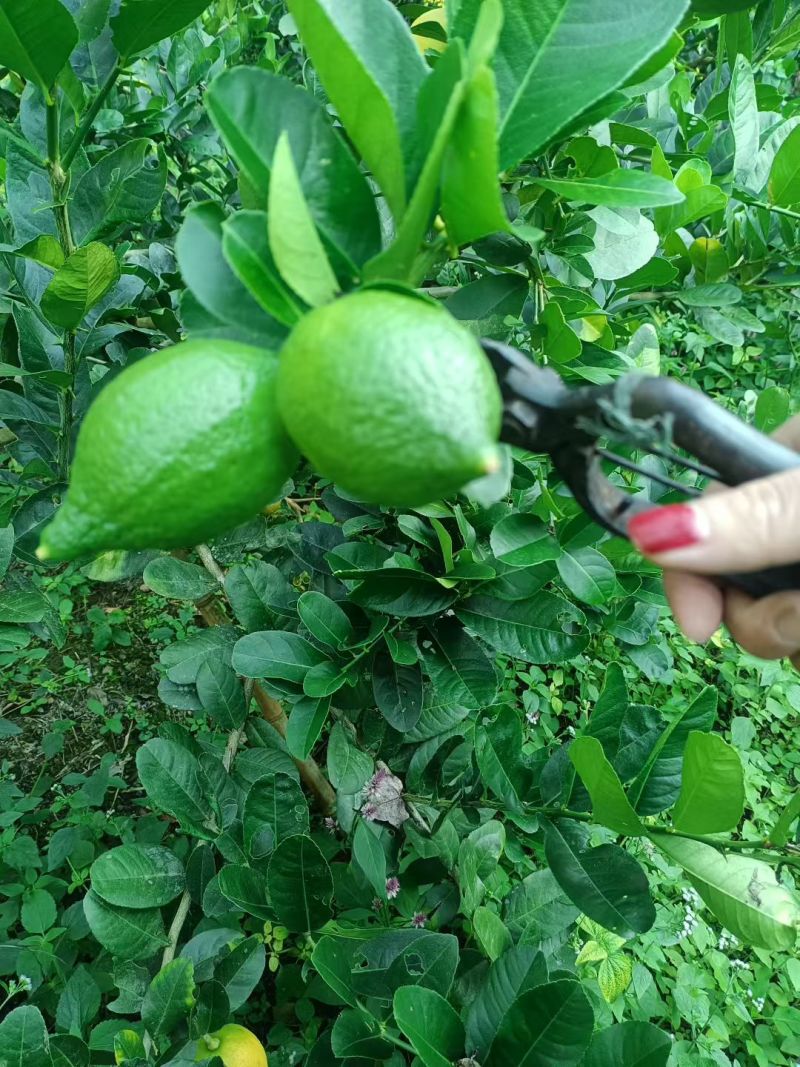 香水柠檬
