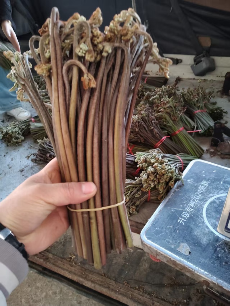 贵州高山蕨菜产地直发需要的老板来，支持任何包装