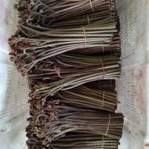 贵州高山蕨菜产地直发需要的老板来，支持任何包装