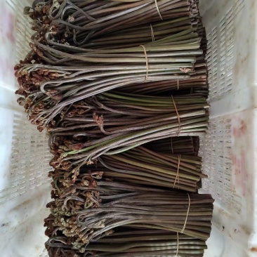 贵州高山蕨菜产地直发需要的老板来，支持任何包装