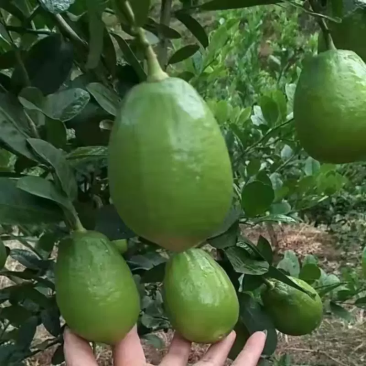 自家种的香水柠檬