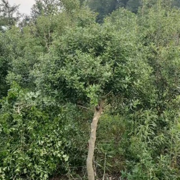 老鼠刺树枝，树叶